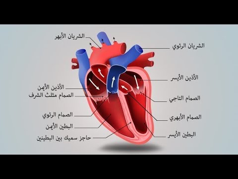 اعراض انسداد الشرايين 